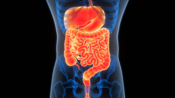 Healthy foods that support digestion and strengthen immunity naturally